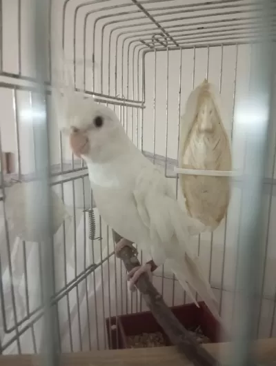 Kampanyali Albino - Grey Sultan Papağanlari
