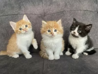 Sevimli Persian Yavrularımız Yeni Yuvalarını Arıyor
