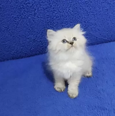 Long Hair Mavi Boncuk Silver Yavrumuz Teslime Hazırdır