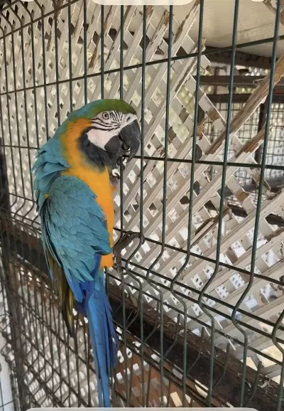 Ara Macaw Papağanımız