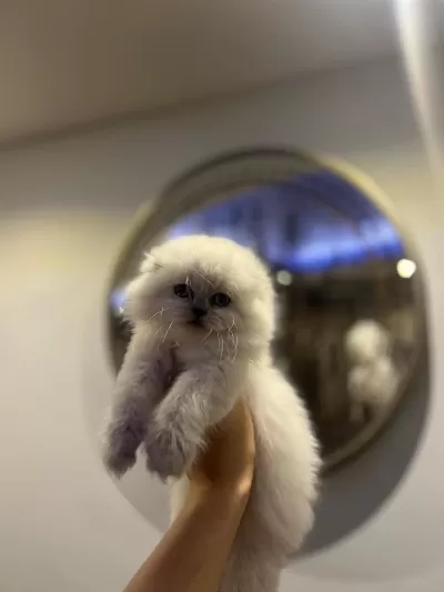 Scottish Fold Longhair Yavrularim