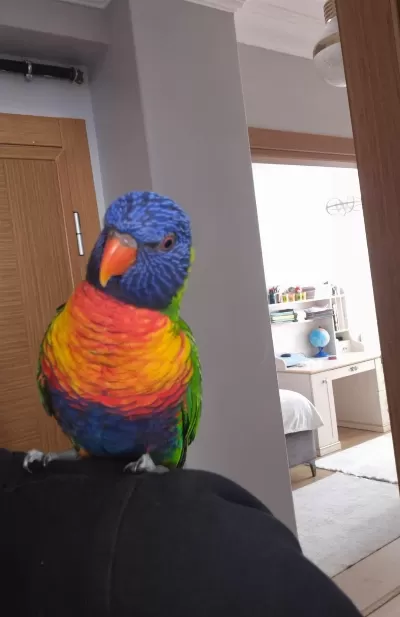 Sağlıklı Evcil Lori Papağanı