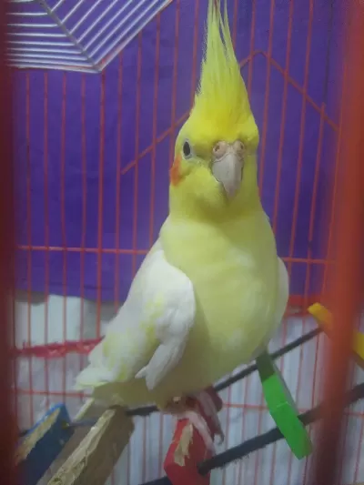 Lutino Albino Eş Sultan Papağanlari