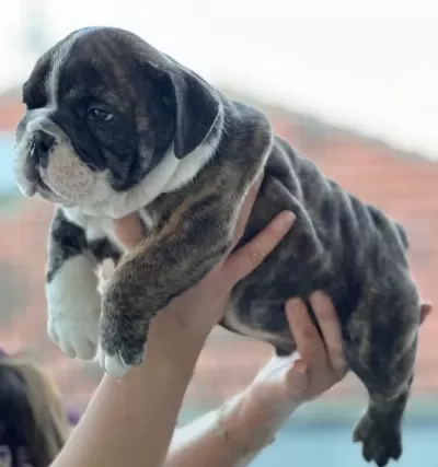 Üst Düzey Ingiliz Bulldog Bebeğimiz
