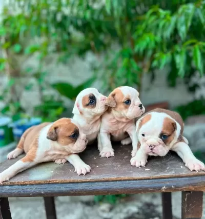 Kaliteli I Ngiliz Bulldog Yavruları Sağlıklı Ve Irk Özellik