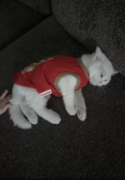 Çok Uysal Cins Kedimiz
