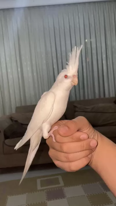 Albino Sultan Papağanı Evcil