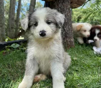 Muhteşem Border Collie Bebekler Güvenli Kapıya Teslim
