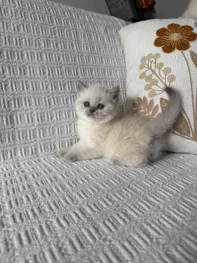 Kedimiz British Shorthair 55 Günlük