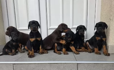 Son Derece Sağlıklı Ve Kaliteli Doberman Bebekler