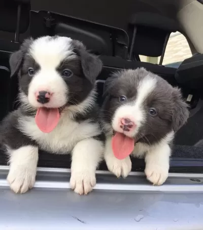 Son Derece Sağlıklı Ve Kaliteli Border Collie Bebekler