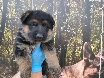 Alman Çoban Köpeği Yavrulari
