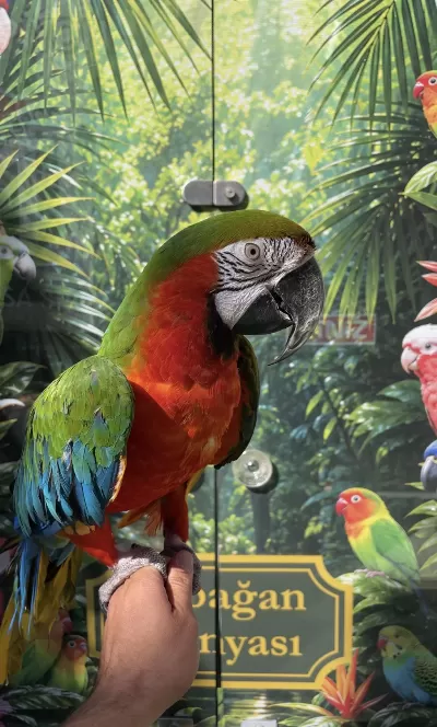 Harika Ara Macaw Papağanı