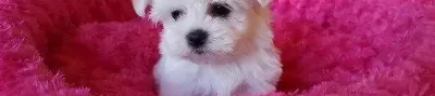 Irk Garanti̇li̇ Maltese Terri̇er Yavrulari Puppy Pet Evi̇nde