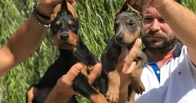 100 Safkan Doberman Yavrulari