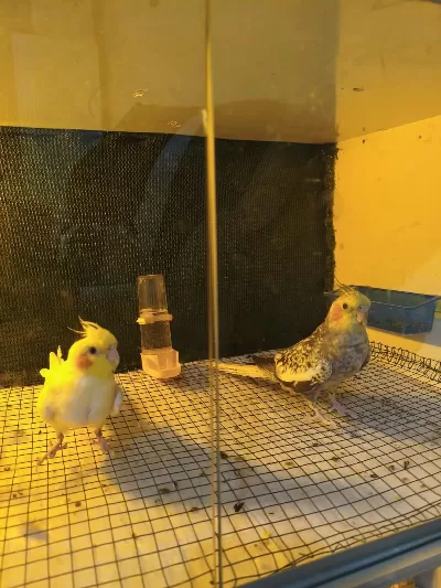 Sultan Papağanı Lutino Ve Pearl Yavru Garantili