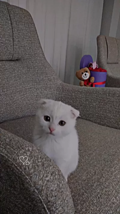 Yuvasını Arayan Minik Bebek Scottish Fold
