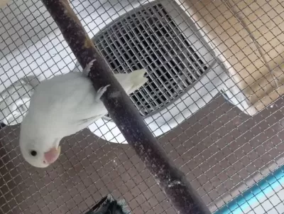 3 Adet Dışı Cennet Papağanı