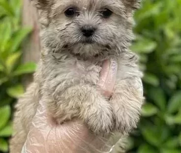 Teacup Morkie Bebekler Vonalp Petshoptan