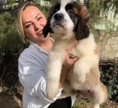 Muhteşem St Bernard Bethowen Yavrularımız