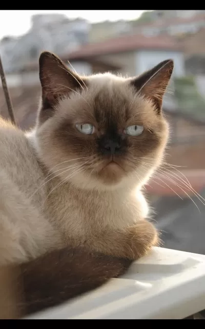 Dişi British Shorthair