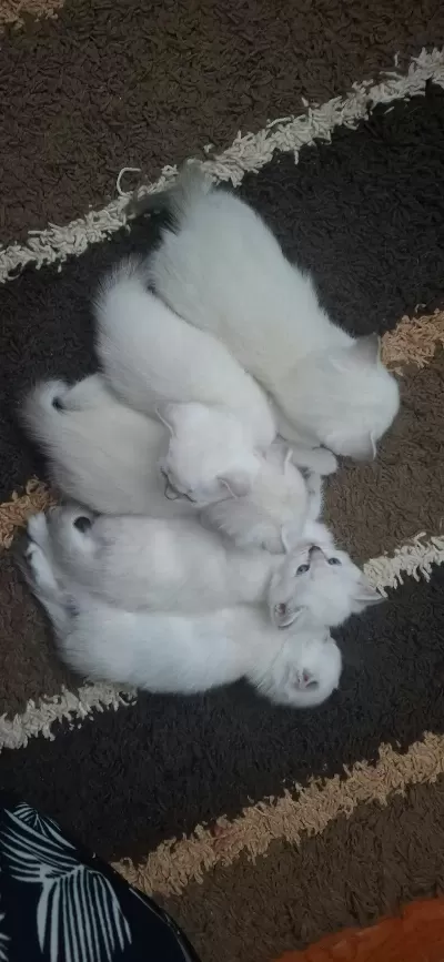 Ankaranın En Seçkin Scottish Fold Yavruları