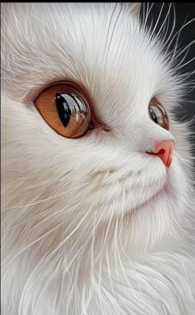 Harika Chinchilla Dişi