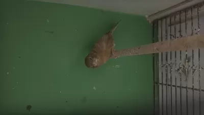 Bakıcı 2 Dişi Ve 1 Erkek Kanarya Verilecektir
