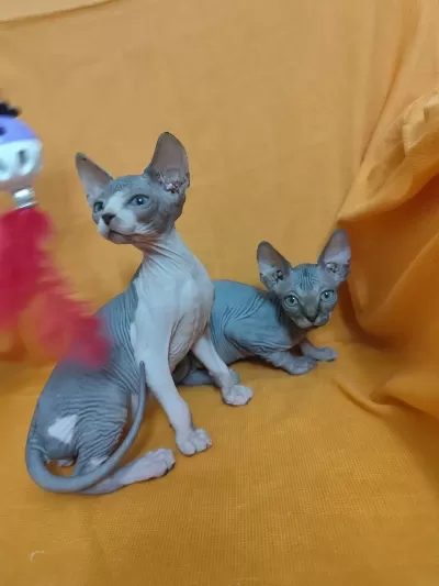 Sphynx Home Son Yavrular