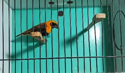 Kırmızı Piskopos Kuşumuz