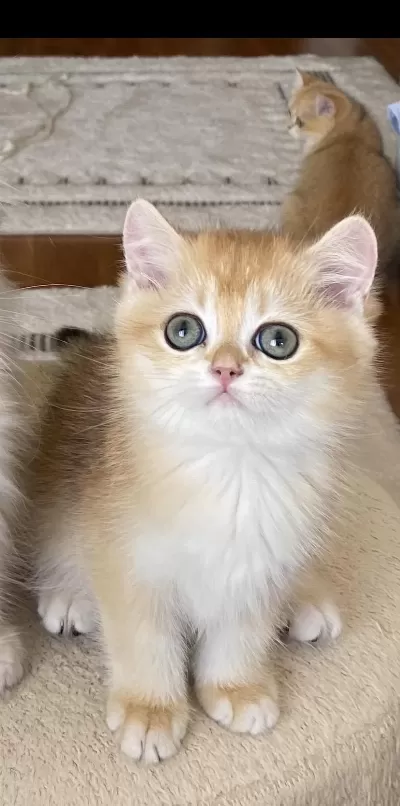 Şecereli British Shorthair Black Golden Ny12 Erkek Yavru