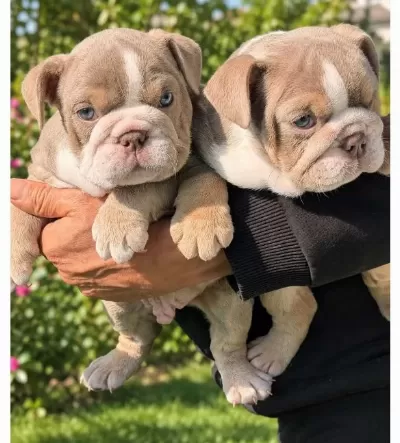 Si̇teni̇n En Renkli̇ İngi̇li̇z Buldog Yavrulari