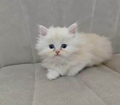 Safkan Babadan British Longhair Erkek