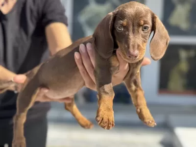 Petmode Köpek Çiftliğinden Dachshund Yavrumuz