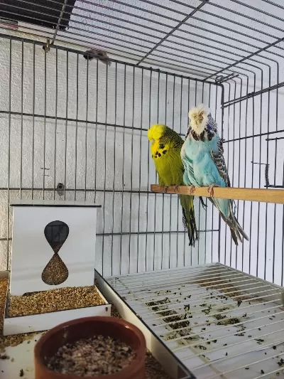 Vasifli Show Jumbo Muhabbet Kuşu Takimlar