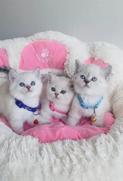 Maviş Point British Shorthair Bebekleirm