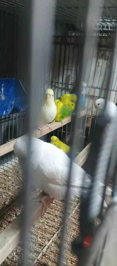 Hazır Eş Ve Tek Muhabbet Kuşlar
