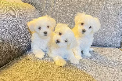 Avuç İçine Sığan Kar Beyazı Maltese Terrier Yavruları