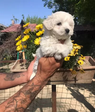 Avuca Sığan Kartanesi Eğitimli Numara Maltese Terrier