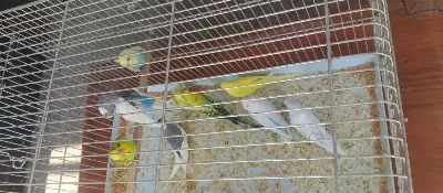 Alıştırmalık Konuşturmalık Yavru Muhabbet Kuşlar