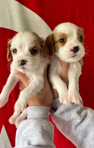 Estetik Fizikli Parti Color Cavalier King Charles Yavruları