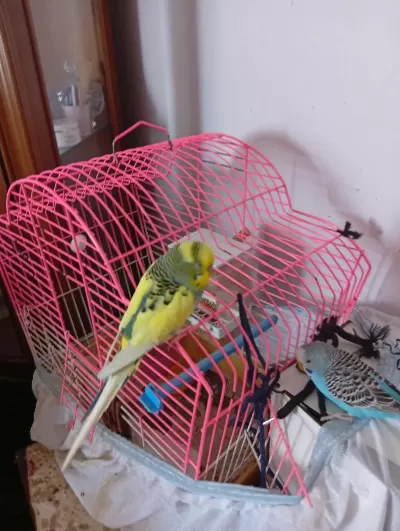 1,5 Yaşinda Temiz Bakimli Yerli Erkek Muhabbet Kuşu
