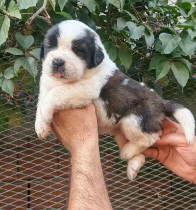 Safkan St Bernard Yavrularımız
