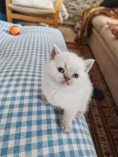British Shorthair Yavrularımız Yuva Arıyor