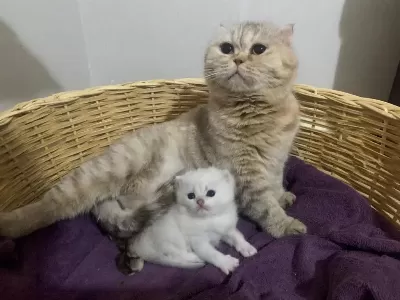 Show Kalite Safkan Scottish Fold Kedim