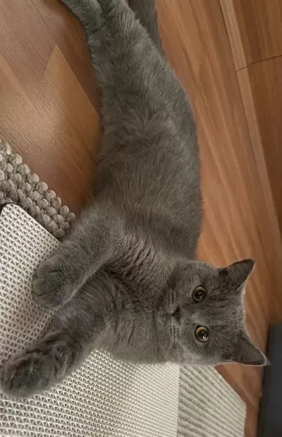 British Shorthair Kedimiz Yeni Yuva Arıyoruz