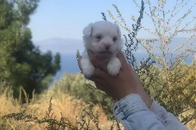 Minik Yavrularımız