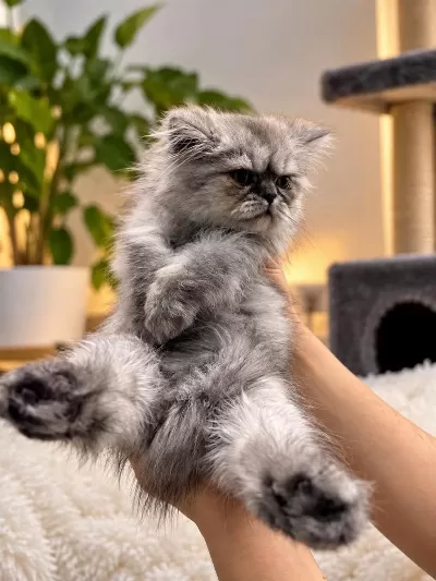 Gri British Longhair 3 Aylık