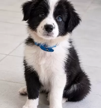 Zeki Çevik Ve Akıllı Border Collie Yavrular