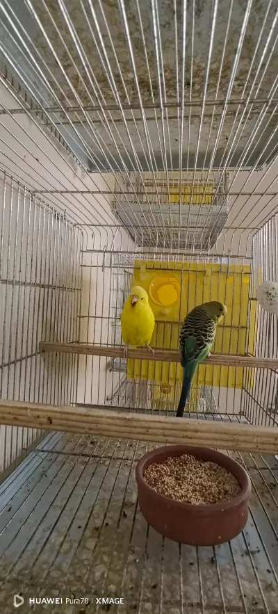 Damızlık Yerli Albino Lutino Hazır Takım Ve Tek Dişi Kuşlar
